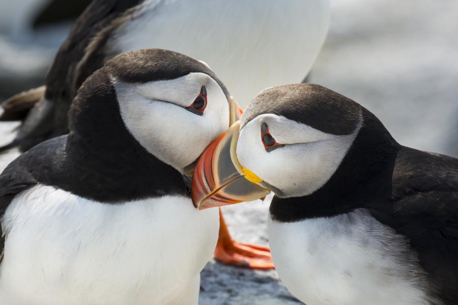 Puffins