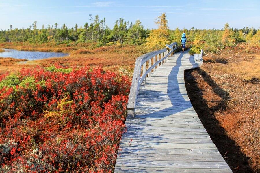 Bog Trail at Kouchibouguac National Park
