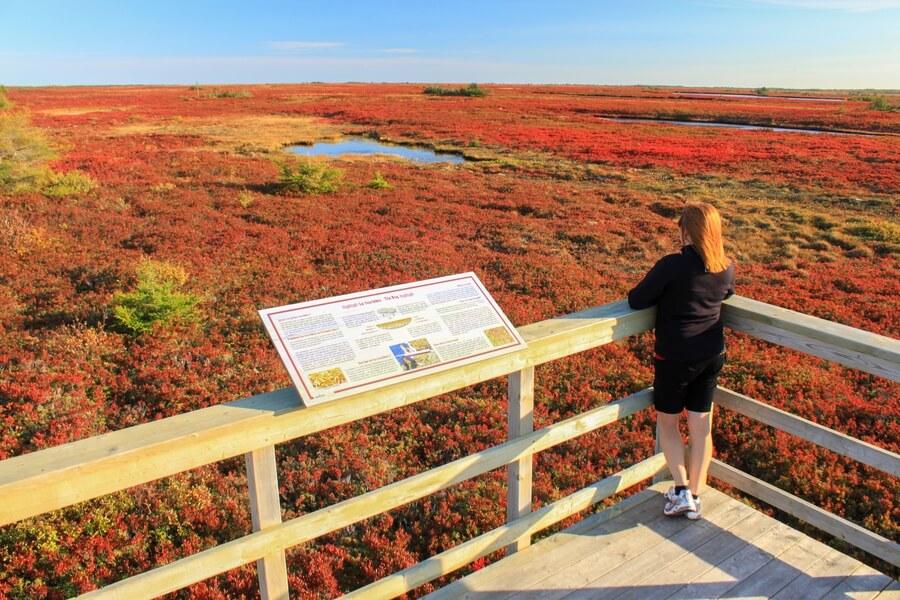 Miscou Island Peat Bog Boardwalk