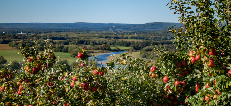 AppleTrees_Everetts Orchard_Fredericron_New Brunswick