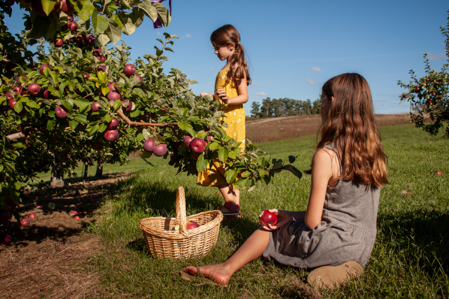 Everetts Orchard_Fredericton_New Brunswick