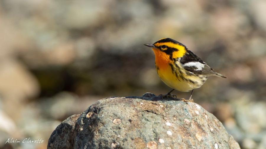 Blackburnian Warbler - Alain Clavette