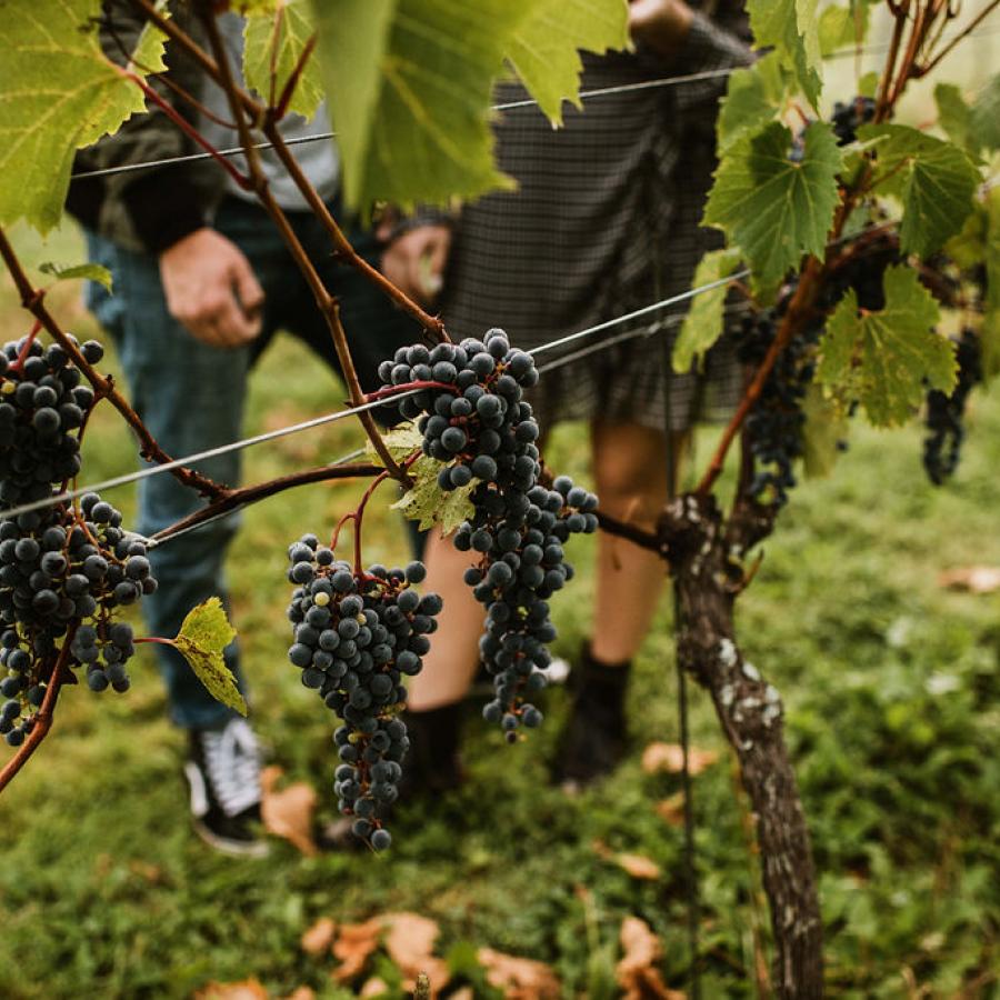 WINERIES & CIDERIES