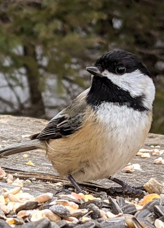Black-capped Chickadee