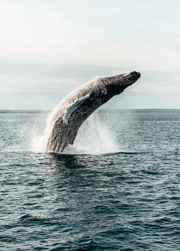 Whale-watching, Bay of Fundy