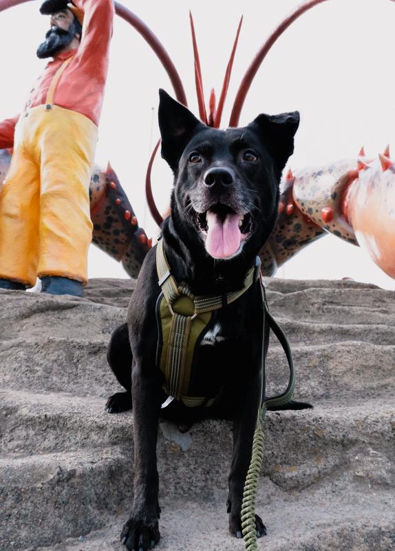 Max the Dog with Shediac's Giant Lobster